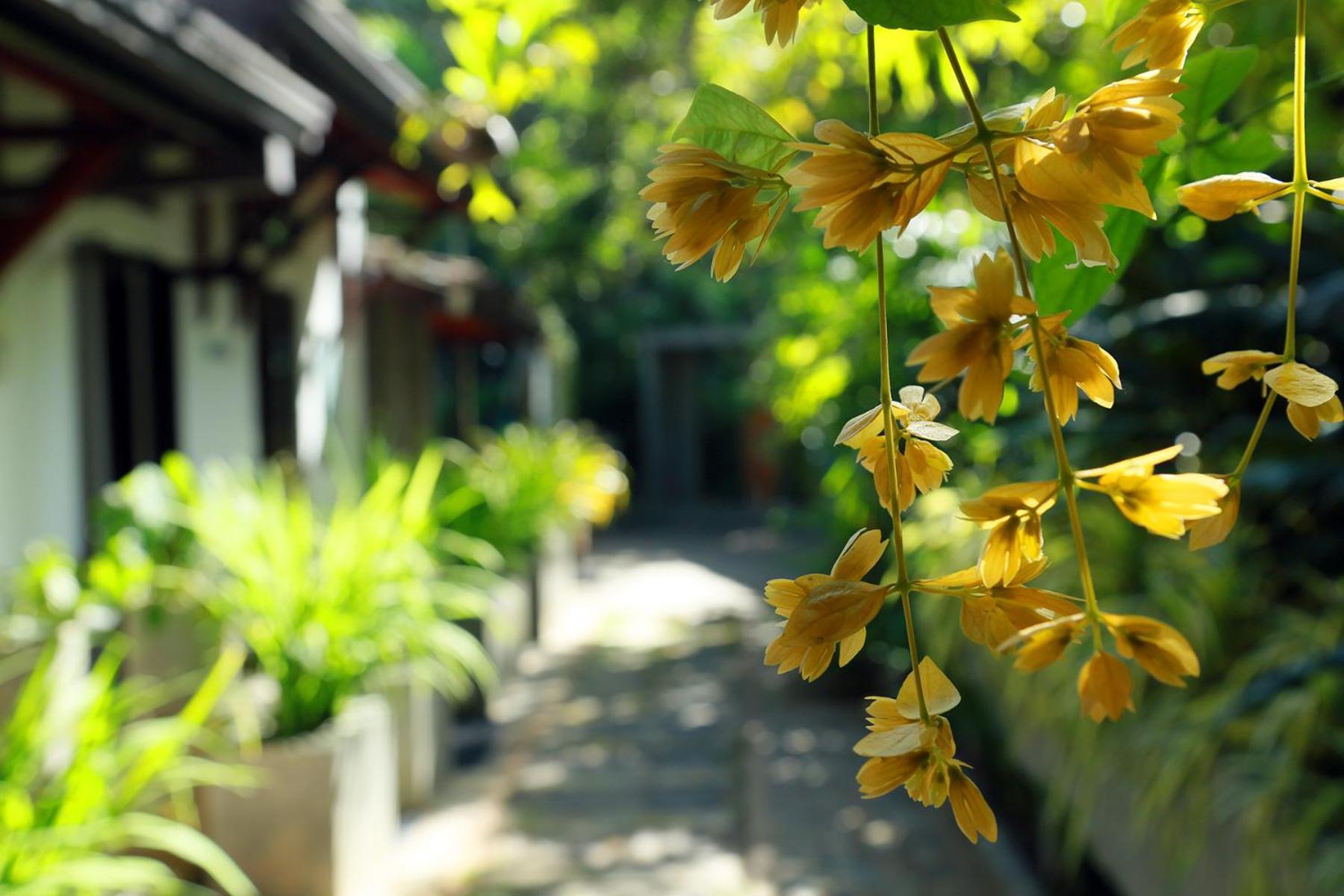 Serene Villa ディックウェラ エクステリア 写真